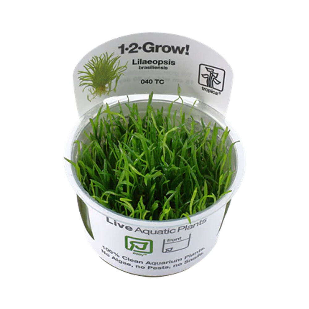 Lilaeopsis brasiliensis 1-2-Grow 040 TC | Tissue Cultures | Largest Tropical Fish Selection at Your Local Fish Store