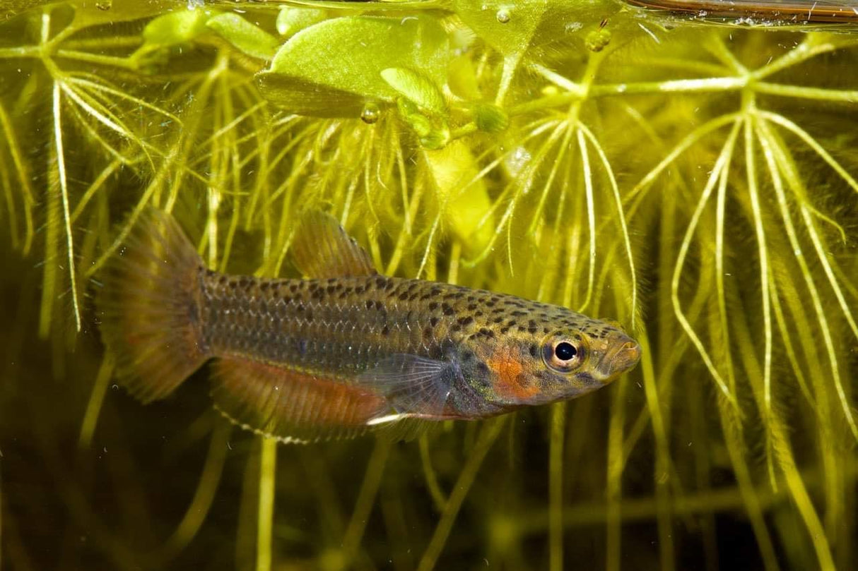 Betta Albimarginata Pair (locally Bred) | Bettas | Largest Tropical Fish Selection at Your Local Fish Store
