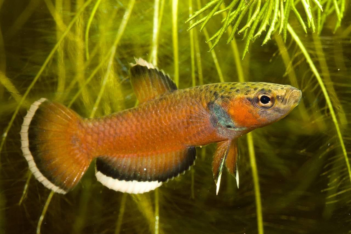 Betta Albimarginata Pair (locally Bred) | Bettas | Largest Tropical Fish Selection at Your Local Fish Store