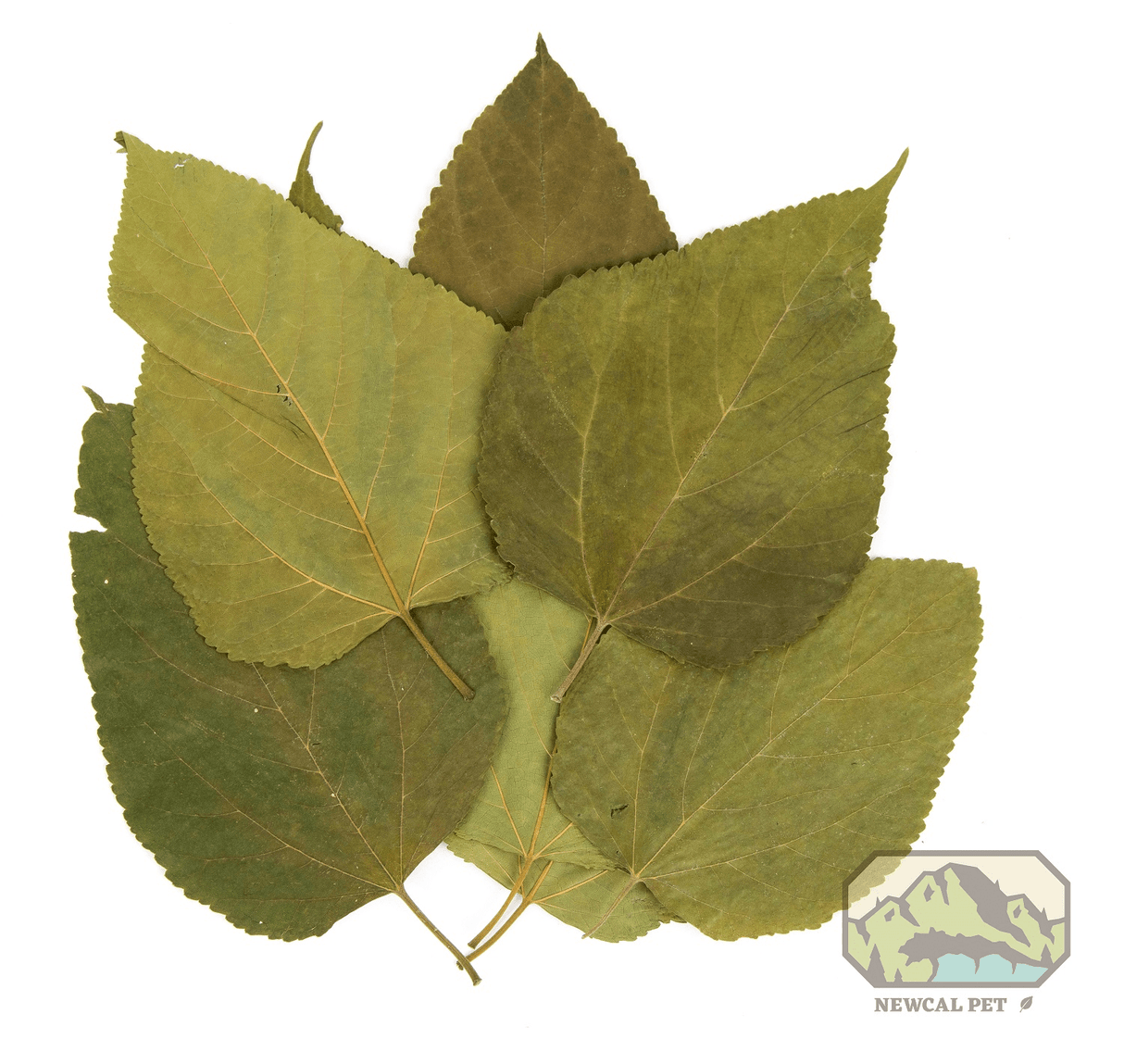 NewCal Mulberry Leaves 5'-8" (10 pack) | Botanicals | Largest Tropical Fish Selection at Your Local Fish Store