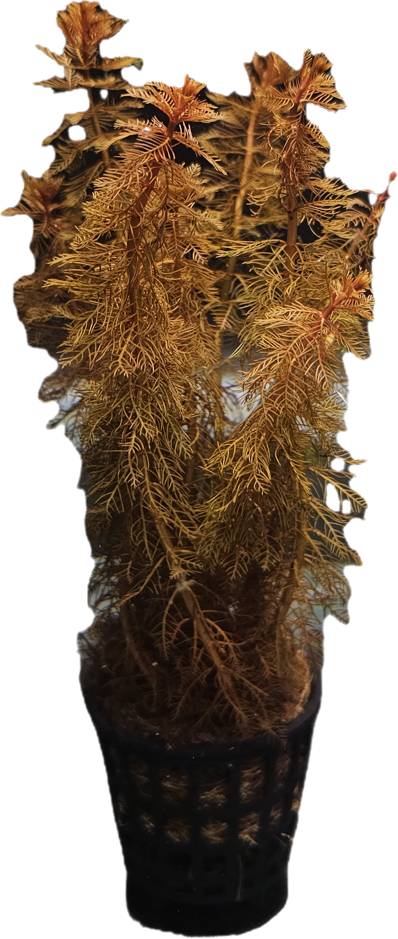 Myriophyllum mattogrossense 'Red'