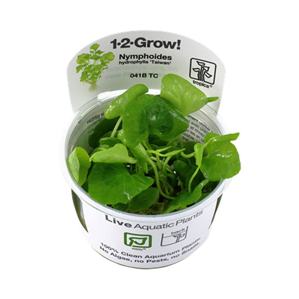 Nymphoides hydrophylla 'Taiwan' 1-2-Grow 041B TC | Tissue Cultures | Largest Tropical Fish Selection at Your Local Fish Store