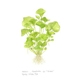 Nymphoides hydrophylla 'Taiwan' 1-2-Grow 041B TC