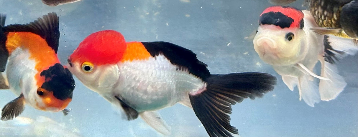 Red / Black Oranda Goldfish 7cm