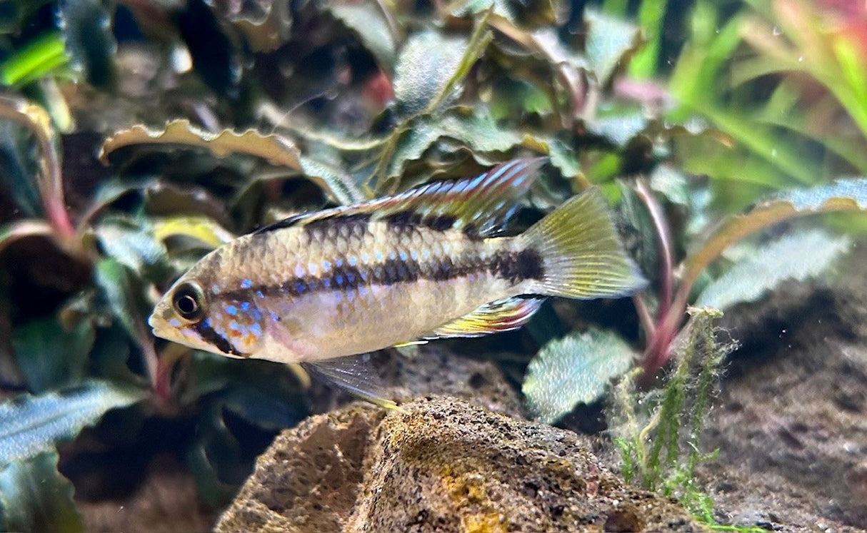 Blue Diamond Apistogramma (Apistogramma cf. Ortagei 'Pebas') Pairs