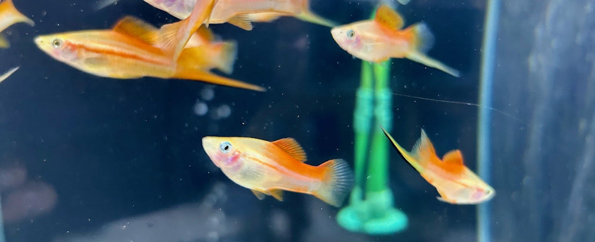 Pineapple Swordtail (Xiphophorus helleri) Med-Large (Aquarium Glaser) | Livebearers | Largest Tropical Fish Selection at Your Local Fish Store