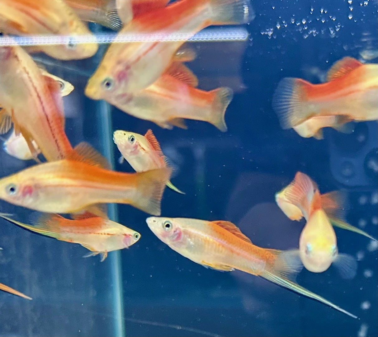 Pineapple Swordtail (Xiphophorus helleri) Med-Large (Aquarium Glaser) | Livebearers | Largest Tropical Fish Selection at Your Local Fish Store