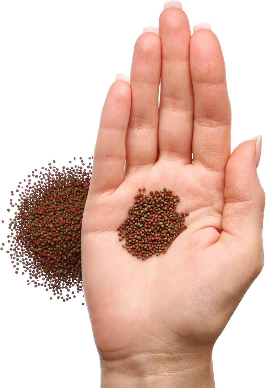 Pleco Ceramics Premium Floating Betta Pellets (colour enhancing) | Livestock Food | Largest Tropical Fish Selection at Your Local Fish Store