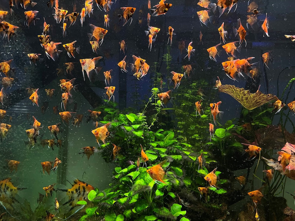 Red Devil Angelfish (Locally Bred very nice) | Cichlids Badis & Gouramis | Largest Tropical Fish Selection at Your Local Fish Store