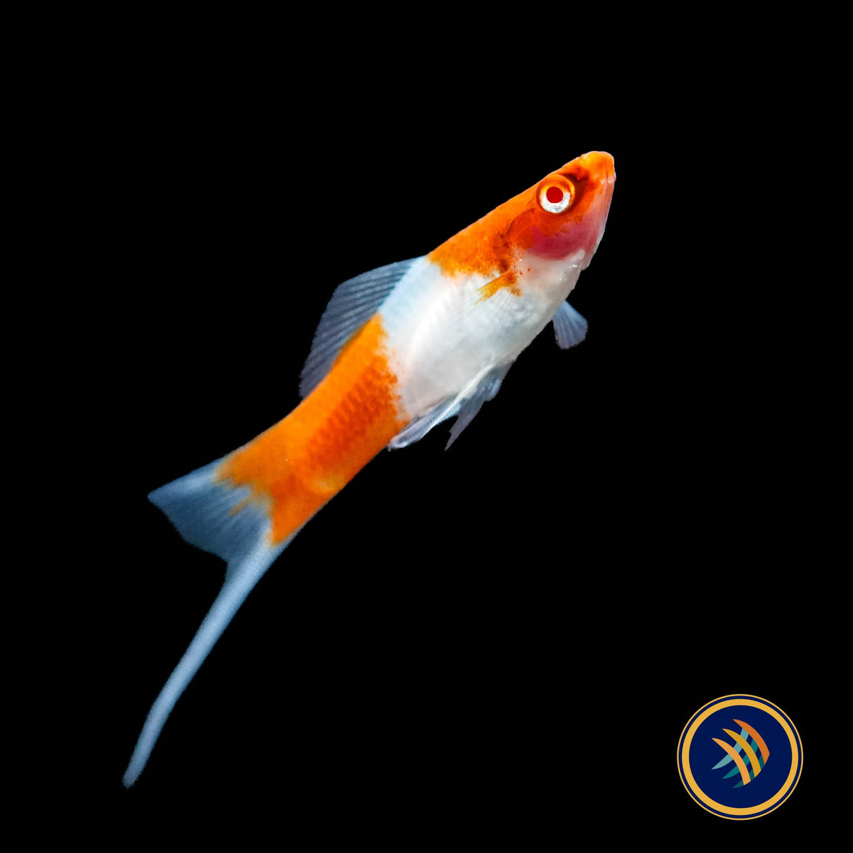 Red Koi Swordtail (Xiphophorus helleri)
