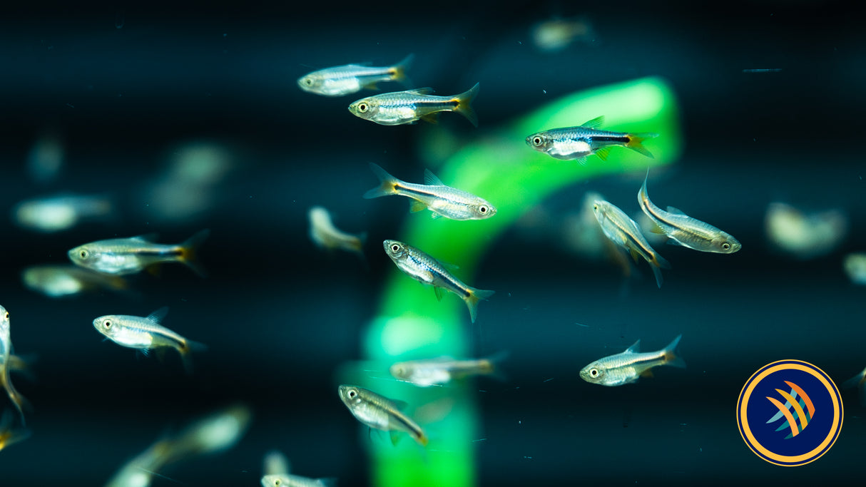 Red Cherry Rasbora (Rasbora lacrimula) 2-2.5cm