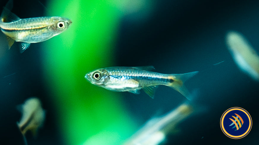 Red Cherry Rasbora (Rasbora lacrimula) 2-2.5cm