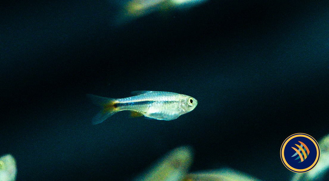 Red Cherry Rasbora (Rasbora lacrimula) 2-2.5cm