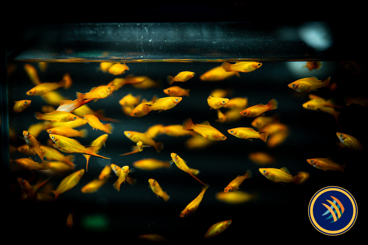 Red Comet Swordtail (Xiphophorus helleri) 5cm