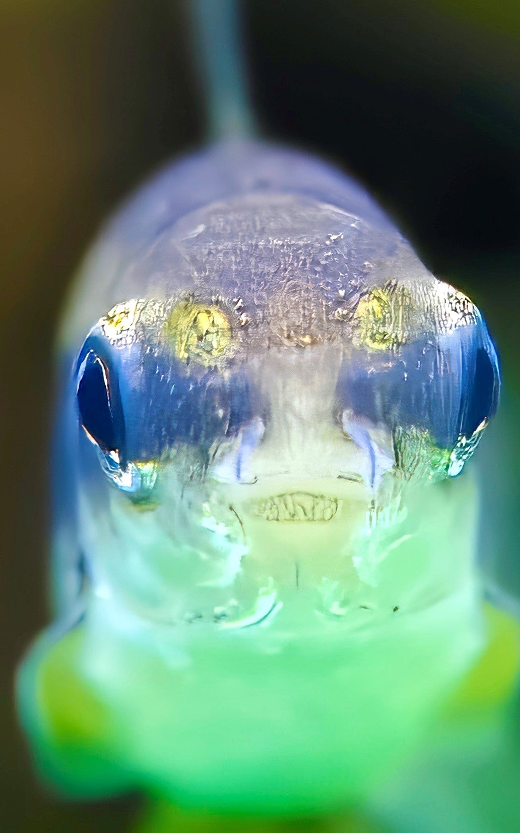 Siamese Algae Eater (Crossocheilus oblongus) Aquarium Glaser | Other Livestock | Largest Tropical Fish Selection at Your Local Fish Store