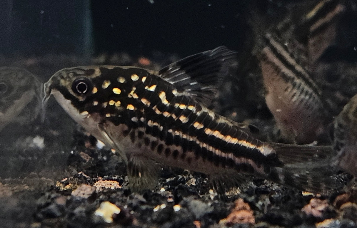 Corydoras sp. San Juan Large / XL