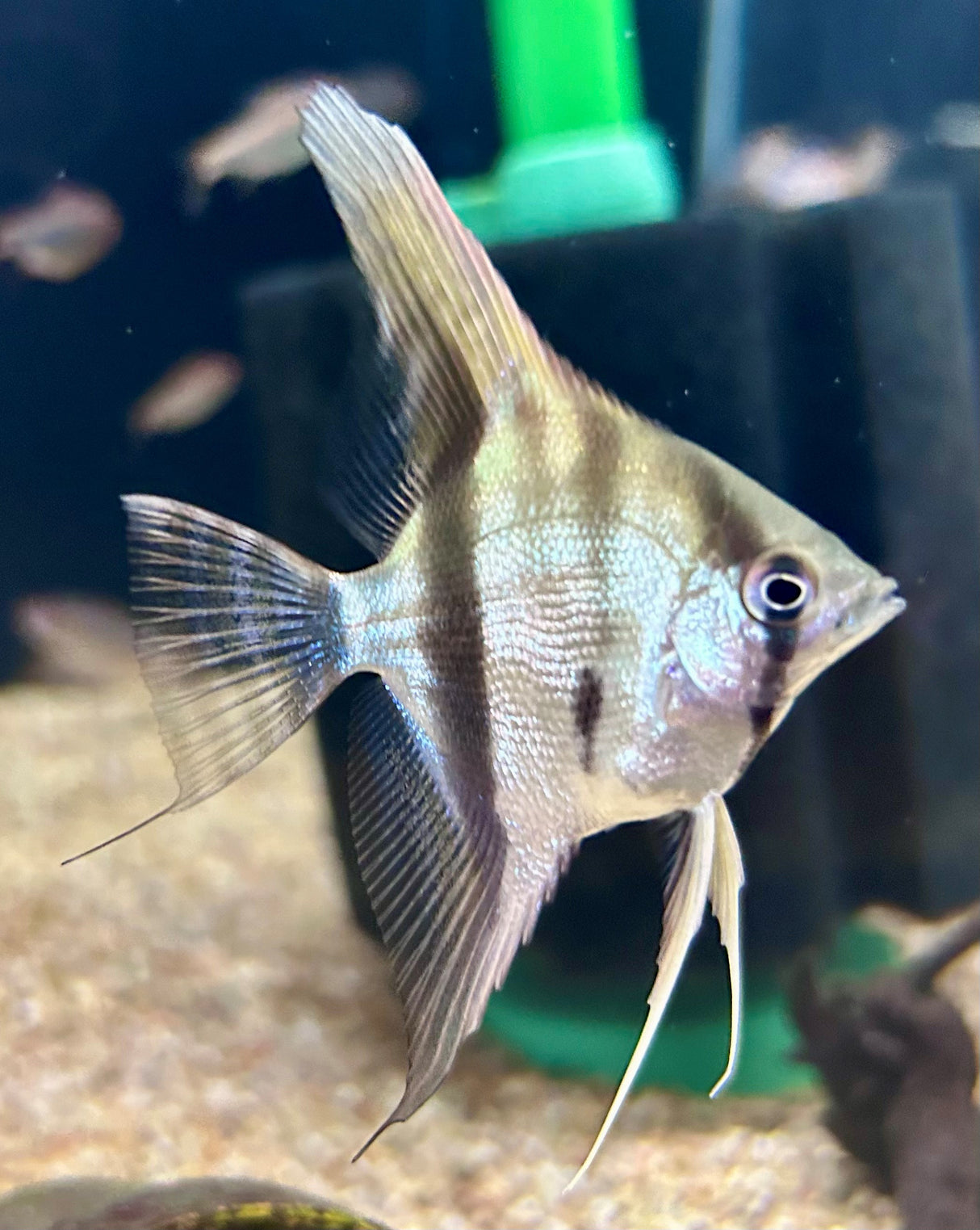 Santa Isabel F1 Angelfish (5-6cm Body) | Cichlids Badis & Gouramis | Largest Tropical Fish Selection at Your Local Fish Store