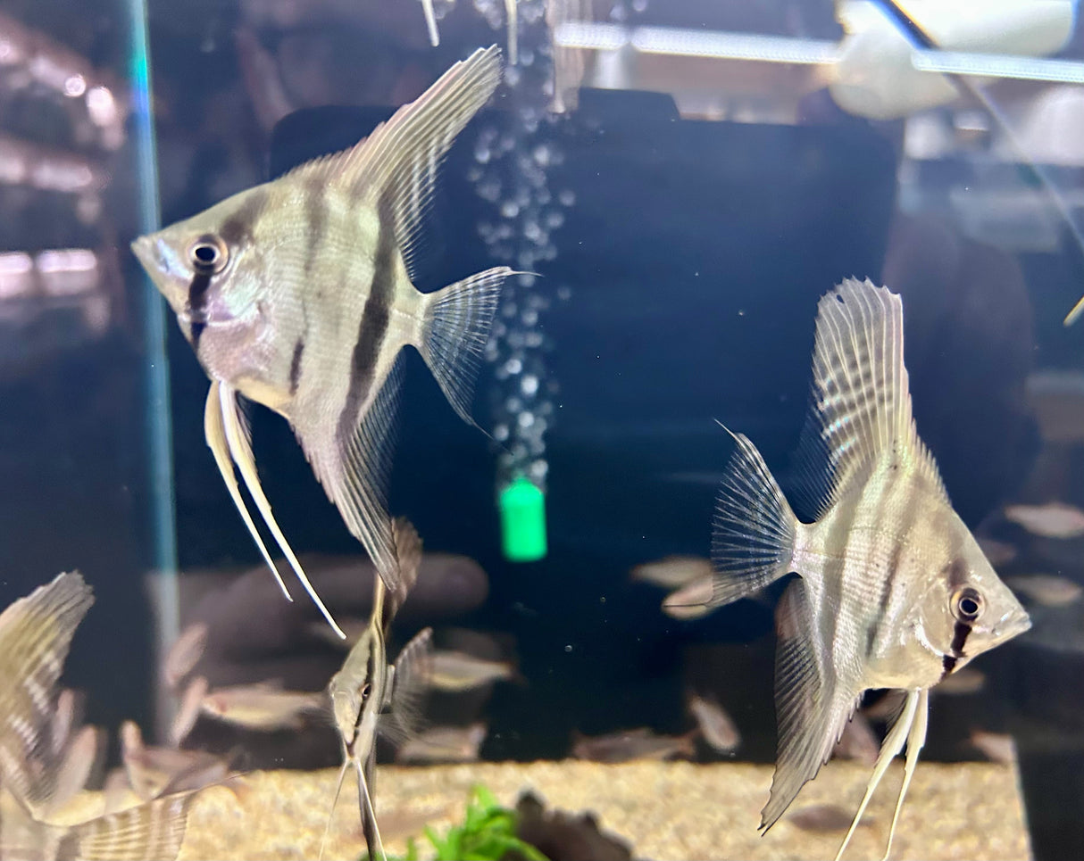 Santa Isabel F1 Angelfish (5-6cm Body) | Cichlids Badis & Gouramis | Largest Tropical Fish Selection at Your Local Fish Store