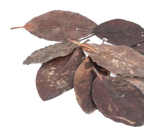 NewCal Mangrove Leaves, 10-Pack | Botanicals | Largest Tropical Fish Selection at Your Local Fish Store