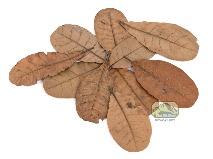 NewCal Cashew Leaves 6" (10 pack) | Botanicals | Largest Tropical Fish Selection at Your Local Fish Store
