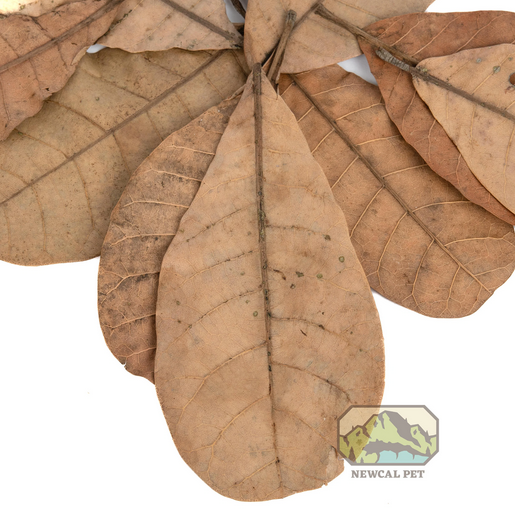 NewCal Cashew Leaves 6" (10 pack) | Botanicals | Largest Tropical Fish Selection at Your Local Fish Store