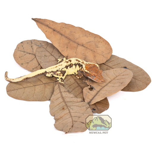 NewCal Cashew Leaves 6" (10 pack) | Botanicals | Largest Tropical Fish Selection at Your Local Fish Store