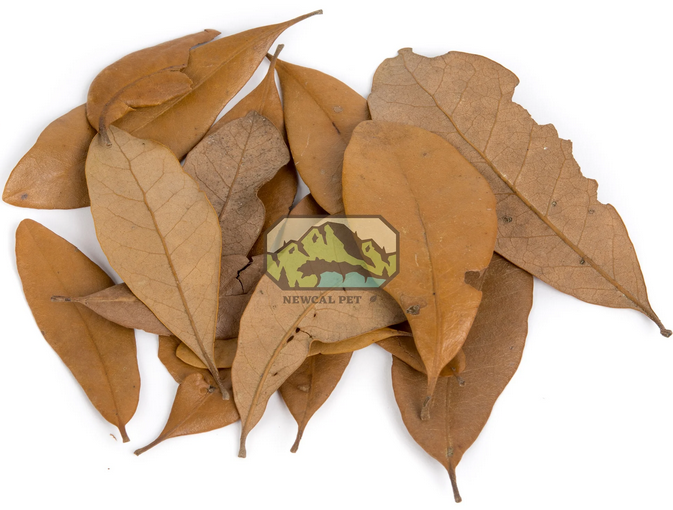 NewCal Live Dried Oak | Botanicals | Largest Tropical Fish Selection at Your Local Fish Store