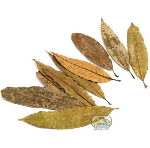 NewCal Mango Leaves 4"-6" (20 pack) | Botanicals | Largest Tropical Fish Selection at Your Local Fish Store