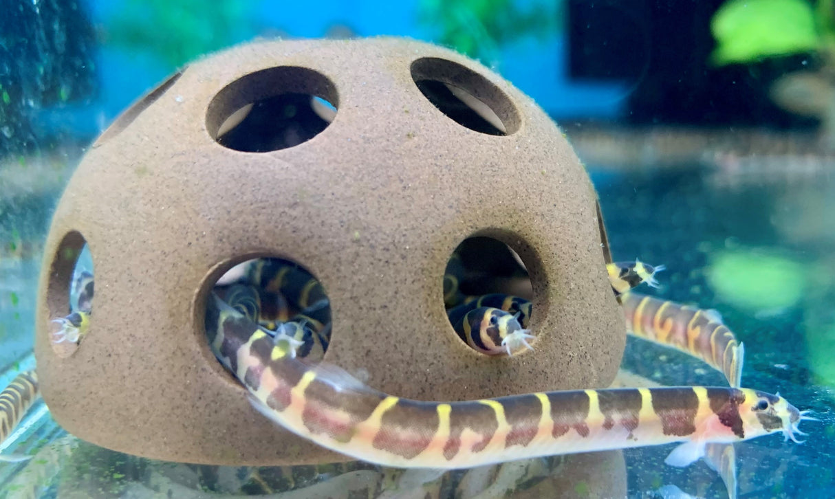 Aquarium Co-Op Shrimp Cave | Substrates & Hardscape | Largest Tropical Fish Selection at Your Local Fish Store