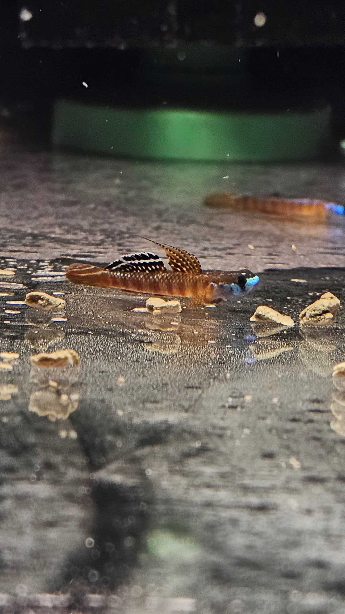 Golden Red Goby (stiphodon cf.rutilaureus) 3-4cm | Other Livestock | Largest Tropical Fish Selection at Your Local Fish Store