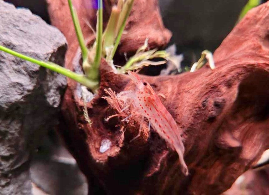 Sun Orange Amano Shrimp (Caridina multidentata) 2.5cm | Snails Shrimp Crayfish Crabs | Largest Tropical Fish Selection at Your Local Fish Store