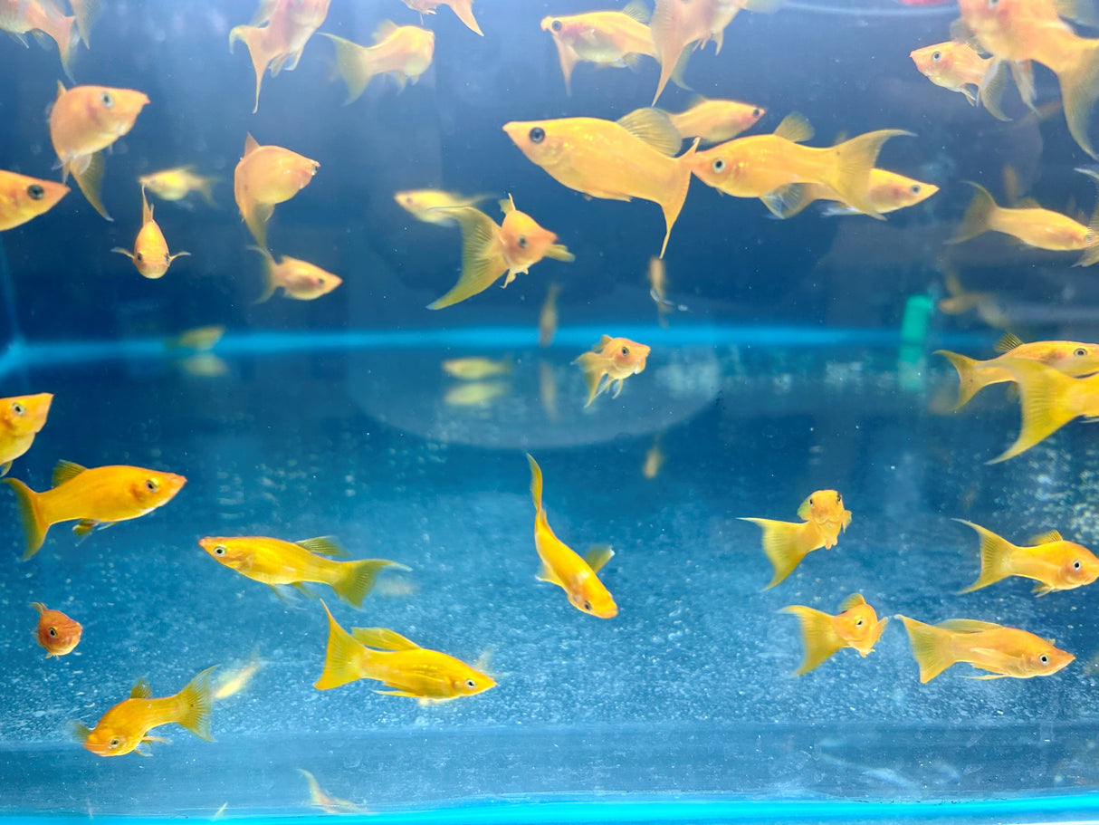 Orange Lyretail Molly (Poecilia sphenops)