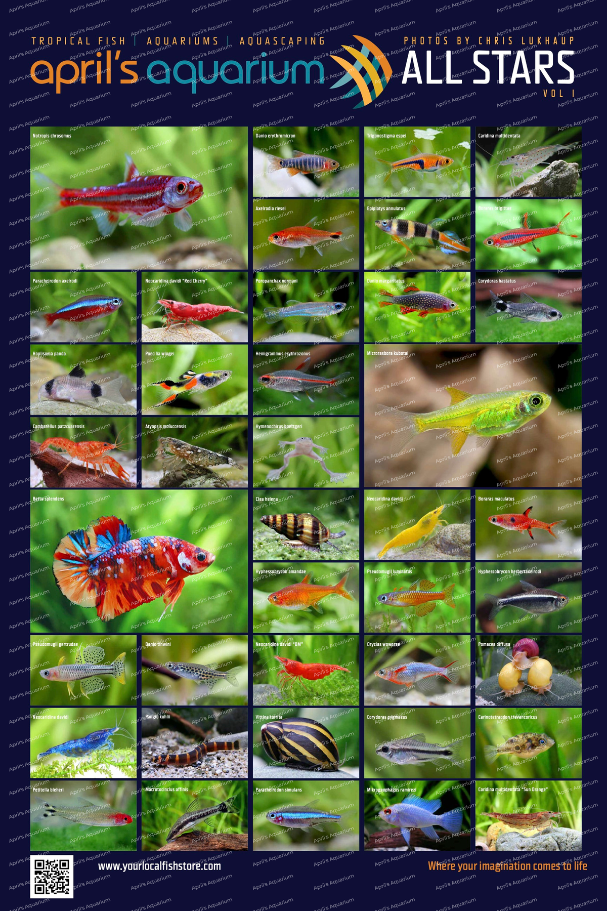 Free Aprils Aquarium "All Stars" Volume 1 Poster by Chris Lukhaup | Gift | Largest Tropical Fish Selection at Your Local Fish Store