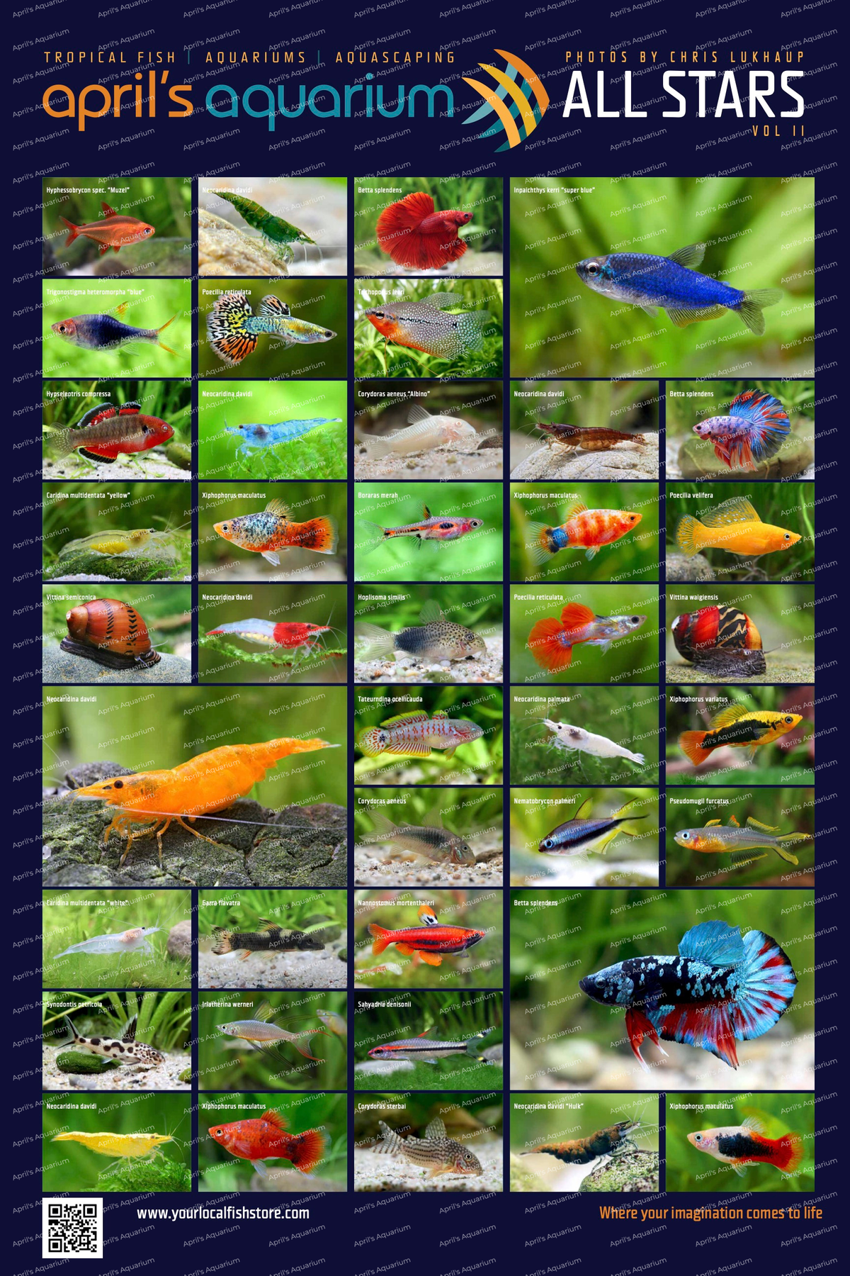 Free Aprils Aquarium "All Stars" Poster Volume 2 by Chris Lukhaup | Gift | Largest Tropical Fish Selection at Your Local Fish Store