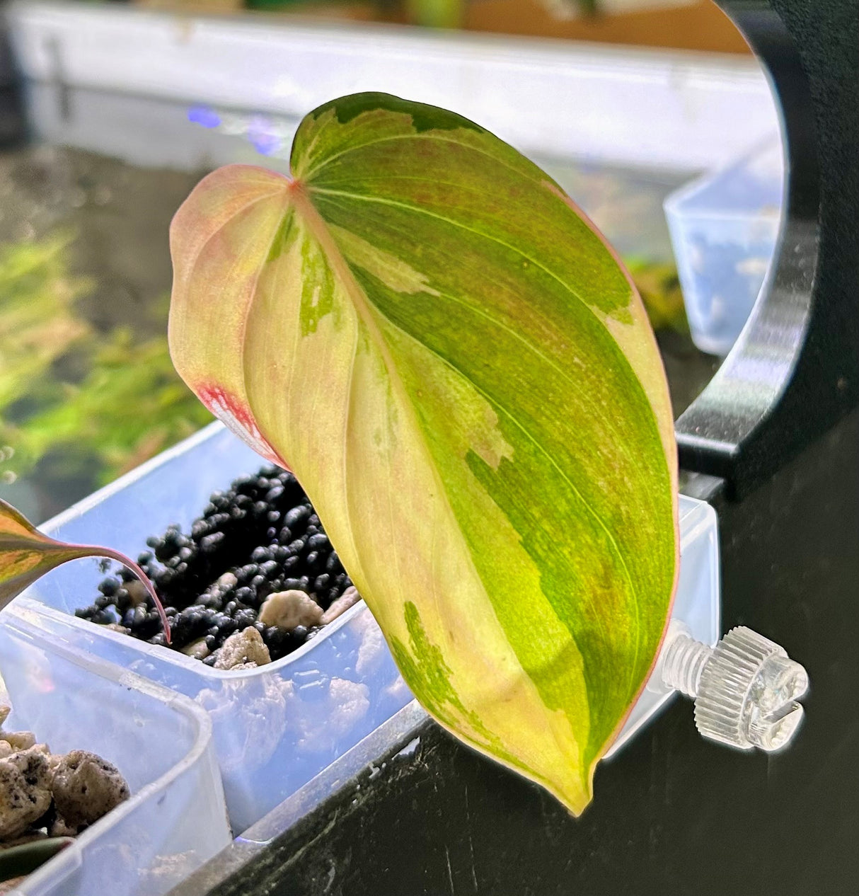 W.Y.S.I.W.Y.G. 101 Philodendron Micans Pink (in aquarium hanging pot) | Potted Plants | Largest Tropical Fish Selection at Your Local Fish Store