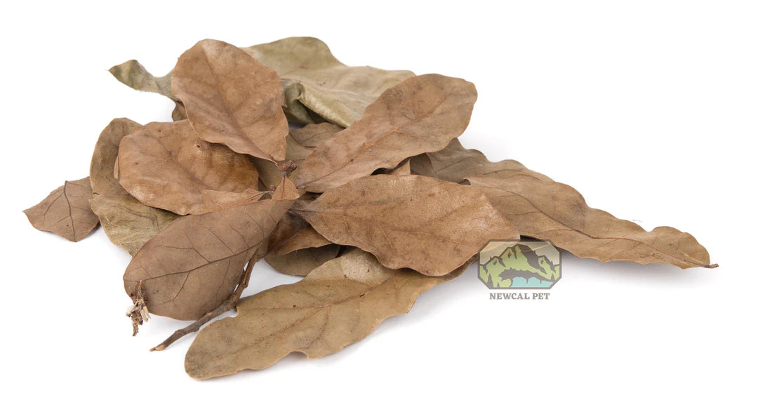 NewCal Water Oak Leaf Litter | Botanicals | Largest Tropical Fish Selection at Your Local Fish Store