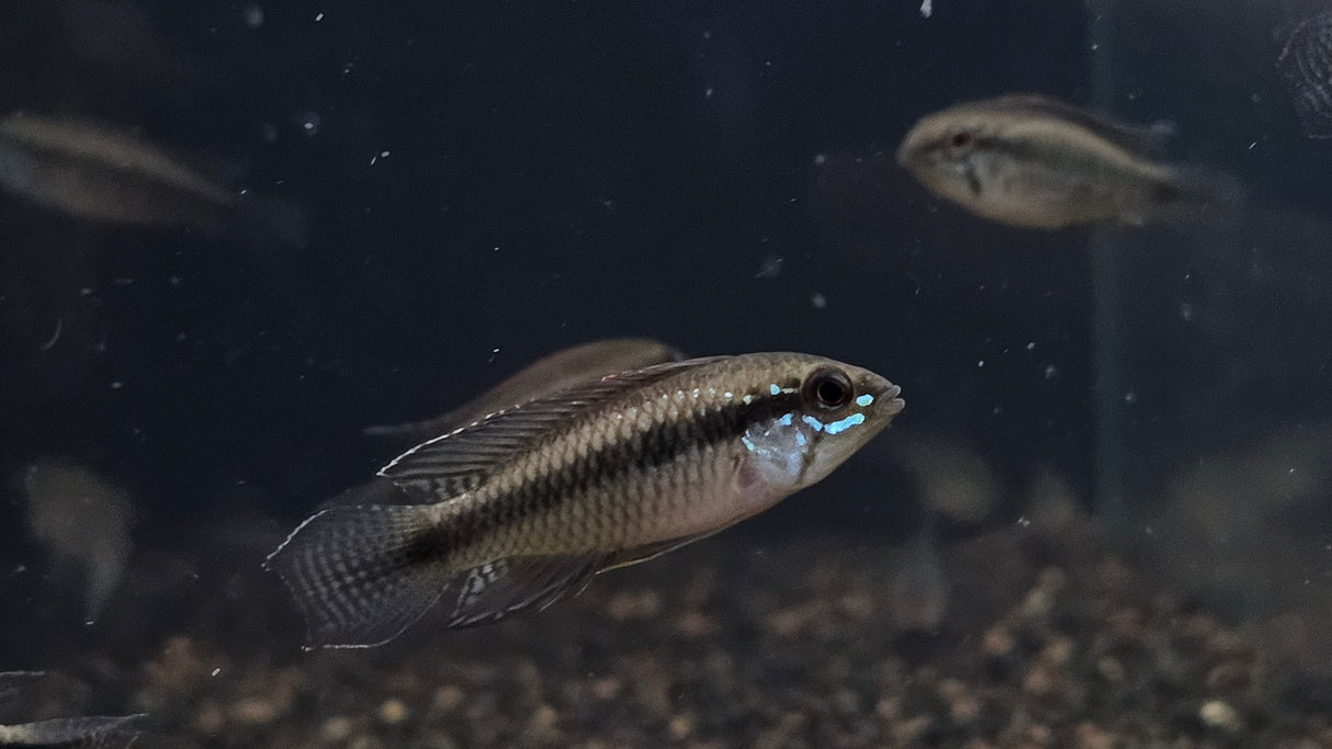Apistogramma Elizabethae