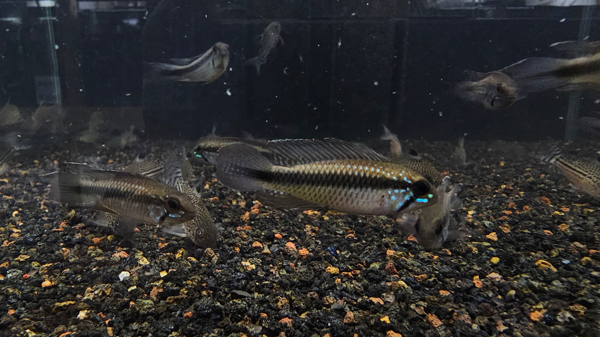 Apistogramma Elizabethae
