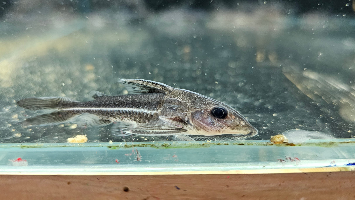 Black Top Mouse Catfish (Hassar orestis)