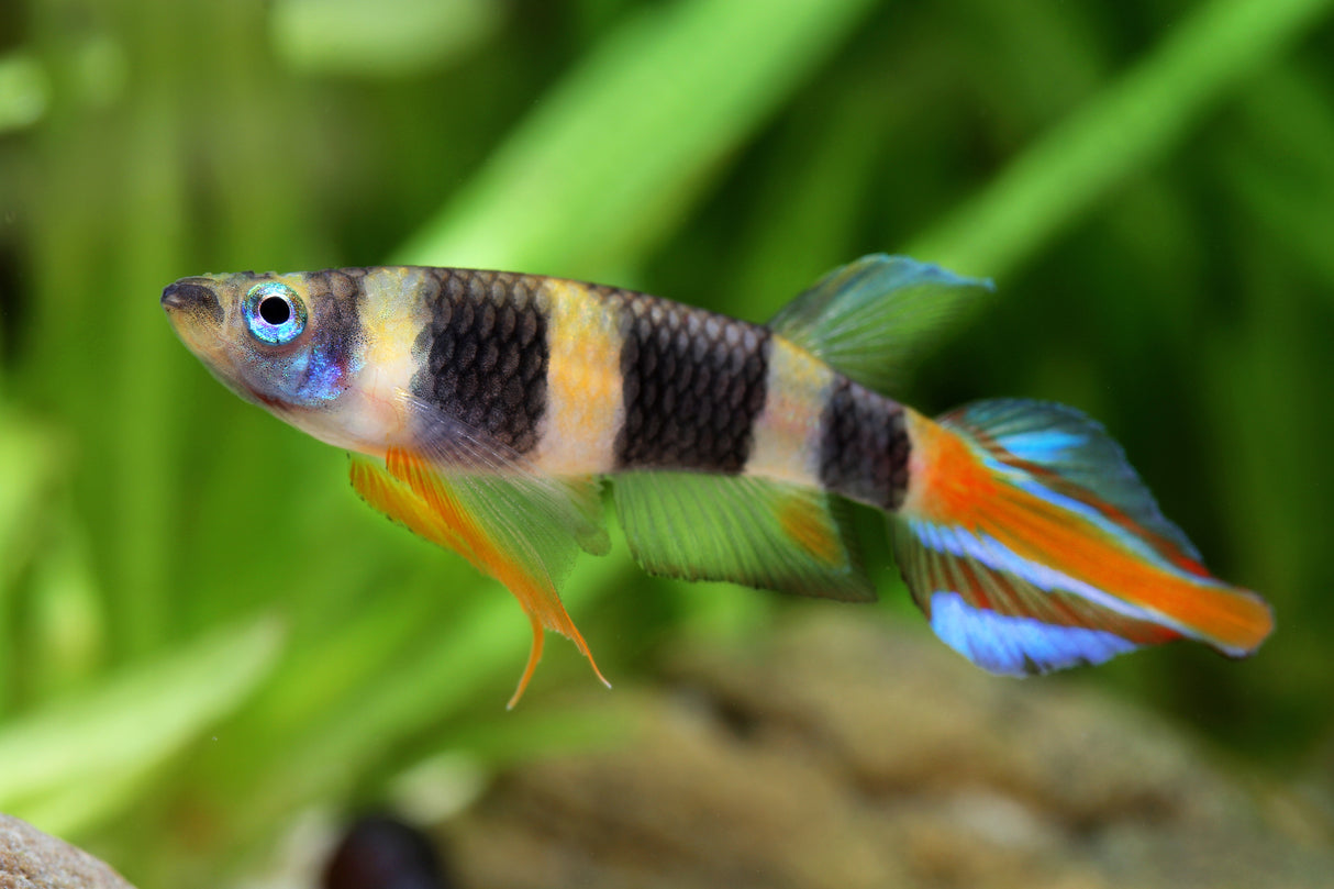 Clown Killi (Epiplatys annulatus)