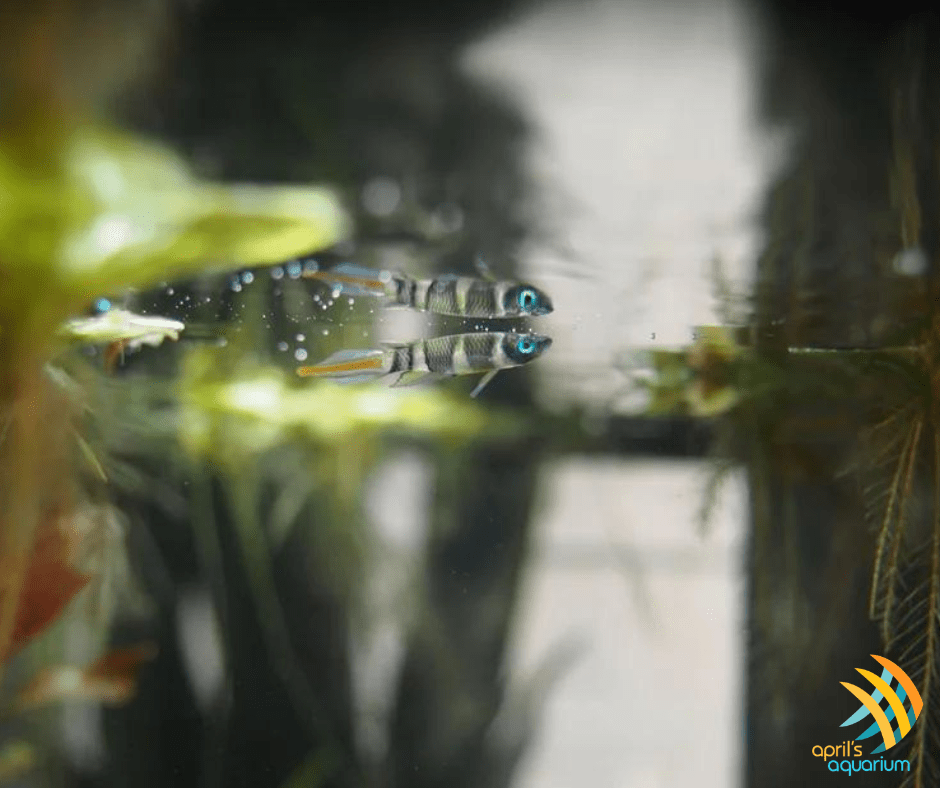 Clown Killi (Epiplatys annulatus) Aquarium Glaser | Rainbowfish Killifish & Danios | Largest Tropical Fish Selection at Your Local Fish Store
