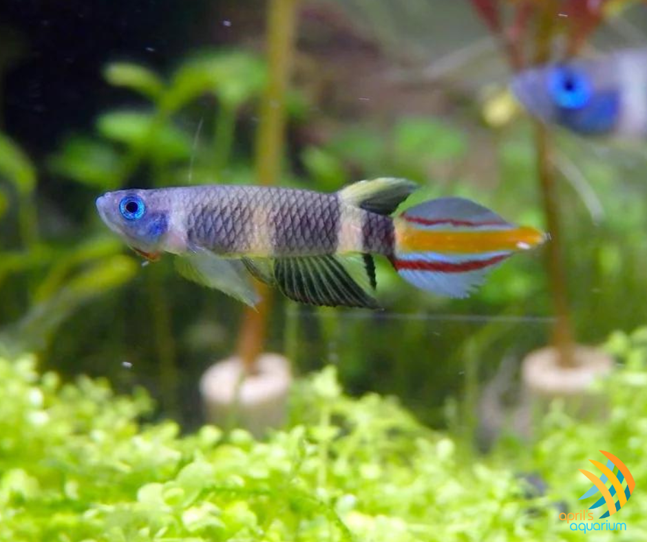 Clown Killi (Epiplatys annulatus) Aquarium Glaser | Rainbowfish Killifish & Danios | Largest Tropical Fish Selection at Your Local Fish Store