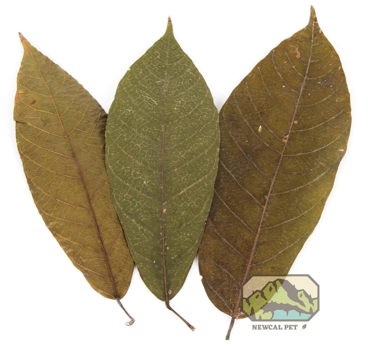 Cocoa Leaves 12"-15" (10 pack) | Botanicals | Largest Tropical Fish Selection at Your Local Fish Store