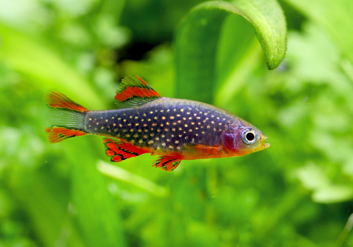 Galaxy Rasbora / Celestial Pearl Danio (Danio margaritatus)