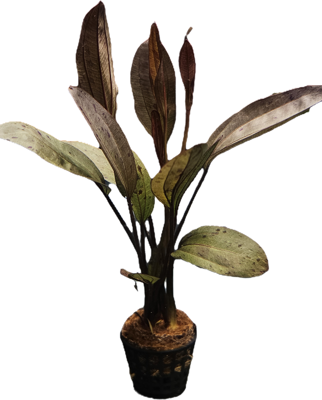 Echinodorus 'Deep Purple'