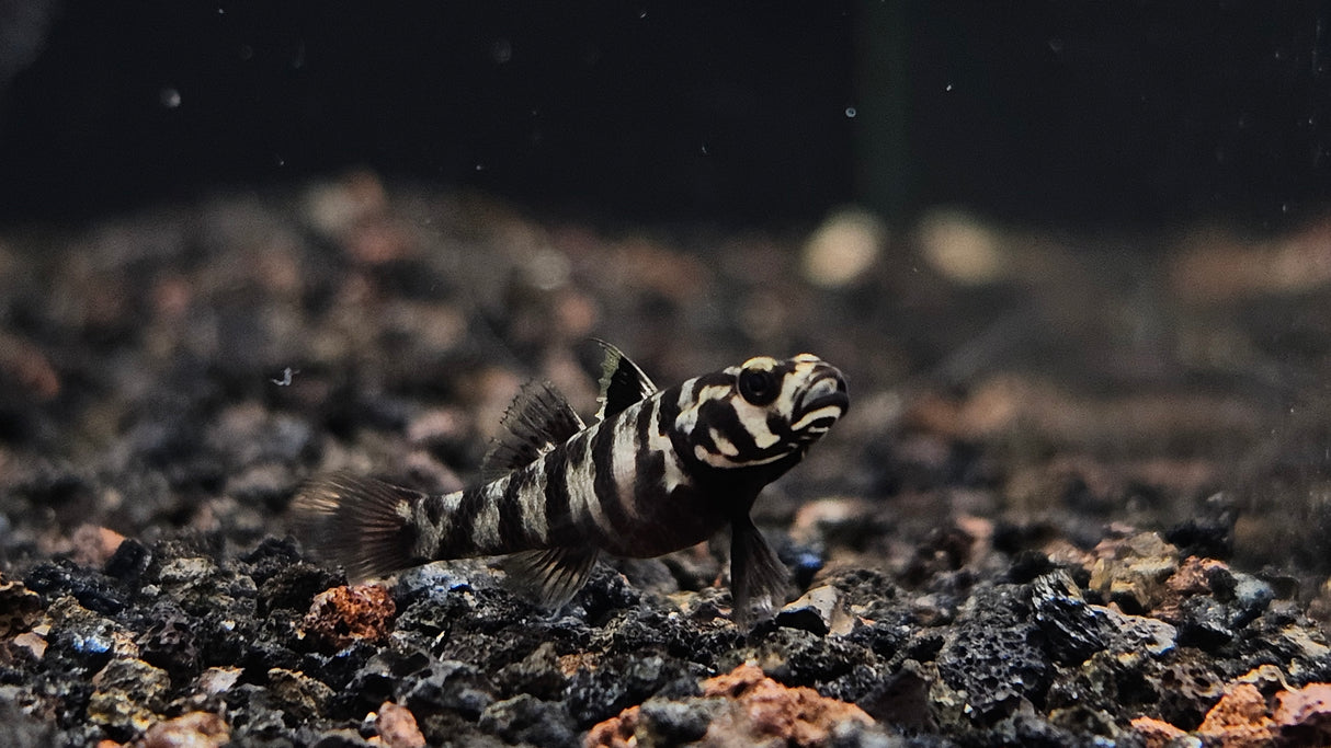 Dwarf Celebes Tiger Goby (Mugilogobius adeia) 2.5cm