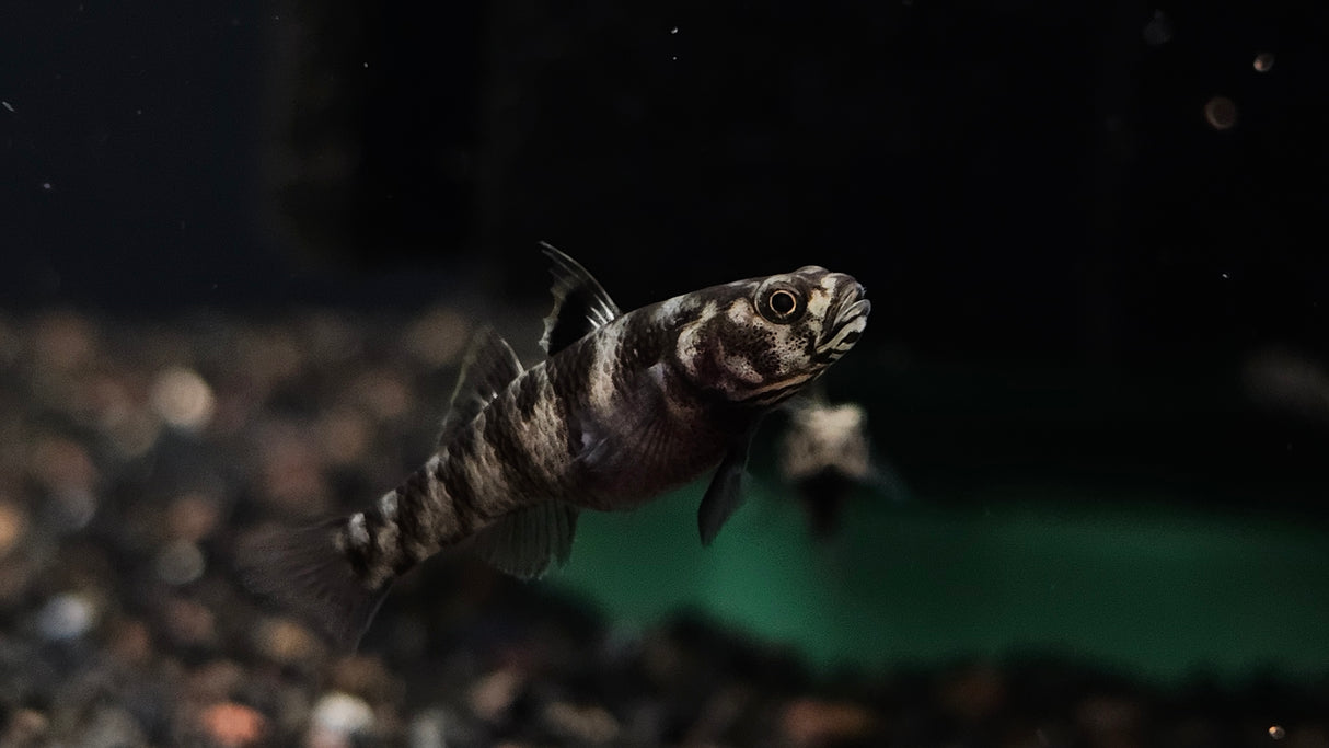 Dwarf Celebes Tiger Goby (Mugilogobius adeia) 2.5cm
