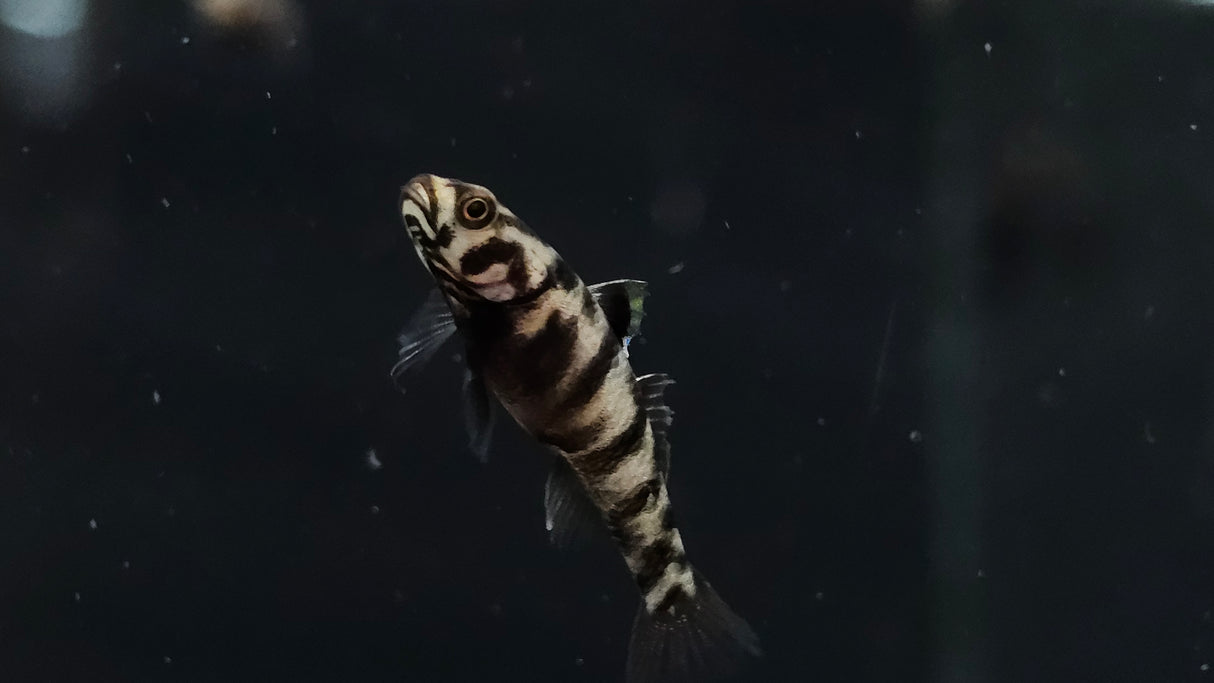 Dwarf Celebes Tiger Goby (Mugilogobius adeia) 2.5cm