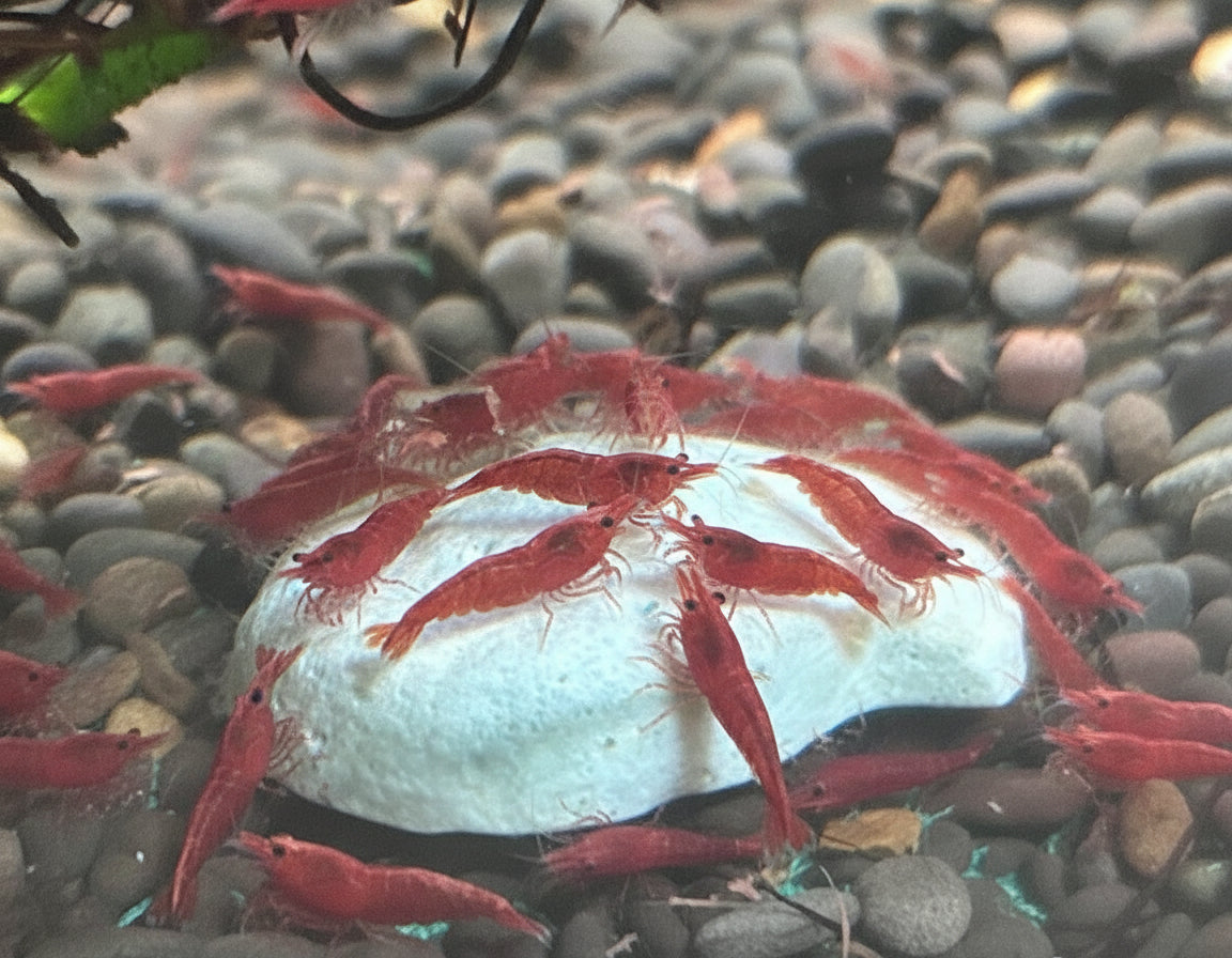 Aquarium Co-Op Easy Shrimp and Snail Shells | Livestock Food | Largest Tropical Fish Selection at Your Local Fish Store