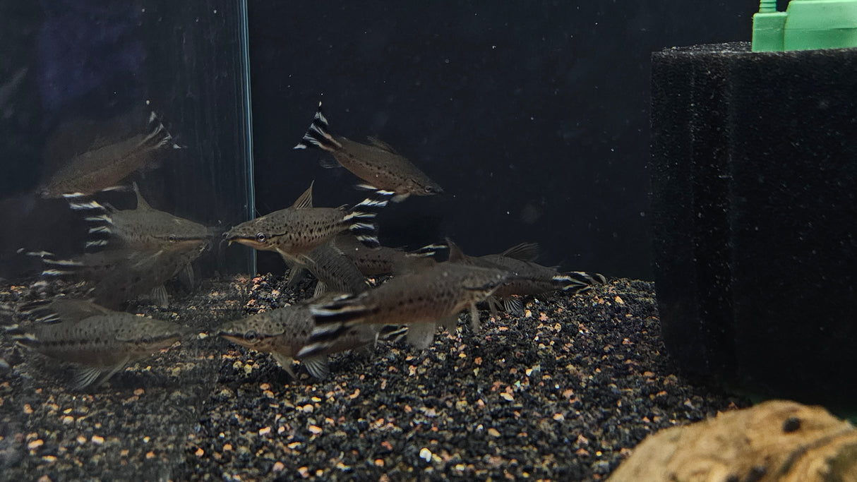 Flagtail Porthole Catfish (Dianema urostriatum) 7-10cm Aquarium Glaser